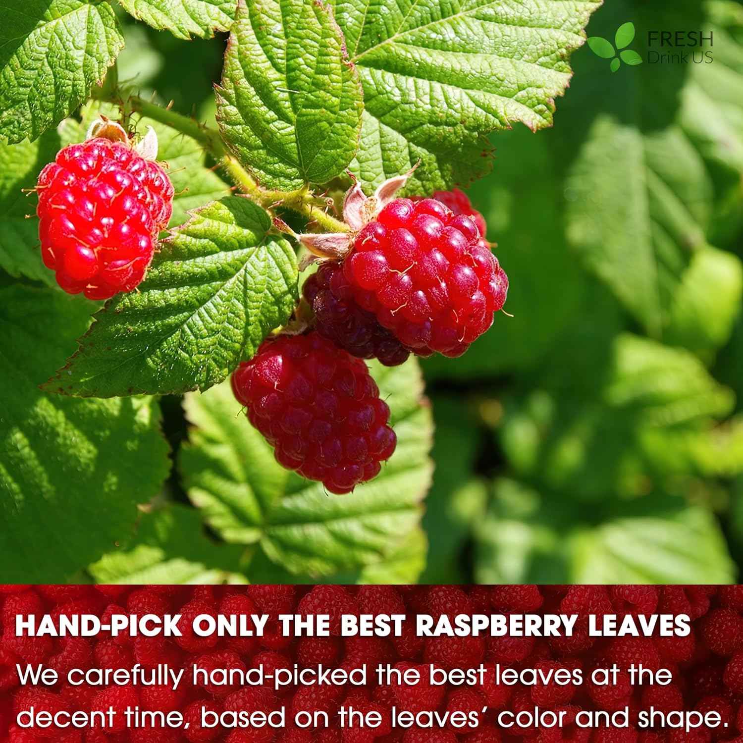 Raspberry Leaf Tea Bags, 100% Natural &amp; Pure from Raspberry Leaves. Loose Leaf Raspberry Herbal Tea, Made with Natural Material Tea Bags, Raspberry Leaf Tea. No Sugar, No Caffeine, No Gluten, Vegan.