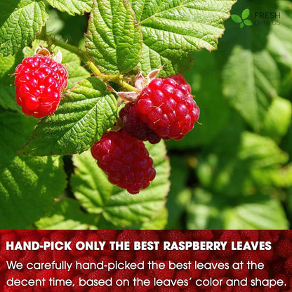 Raspberry Leaf Tea Bags, 100% Natural &amp; Pure from Raspberry Leaves. Loose Leaf Raspberry Herbal Tea, Made with Natural Material Tea Bags, Raspberry Leaf Tea. No Sugar, No Caffeine, No Gluten, Vegan.
