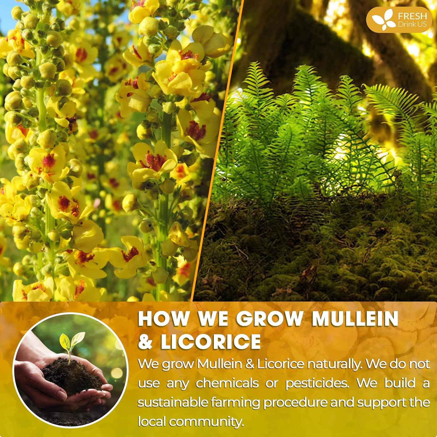 Premium Mullein Licorice Tea Bags. 100% Natural, Blend of Mullein Leaves, and Licorice Root.