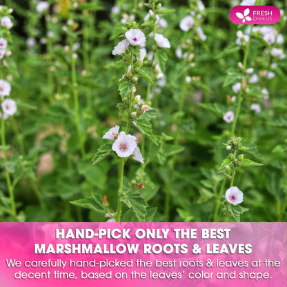 Premium Marshmallow Root and Leaf Tea Bags, 100% Natural &amp; Pure.