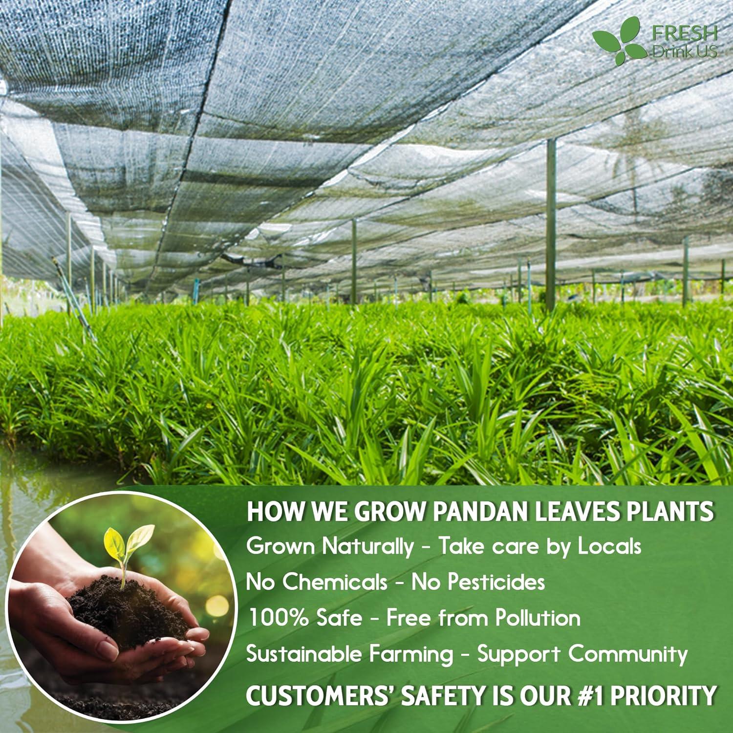 Natural Pandan Leaves Dried, Pandan Leaf Powder, 100% Pure Dried Pandan Leaves, Pandan Leaf Tea, No Additives, No Caffeine, Vegan by FreshDrinkUS - Natural and Premium Herbal Tea