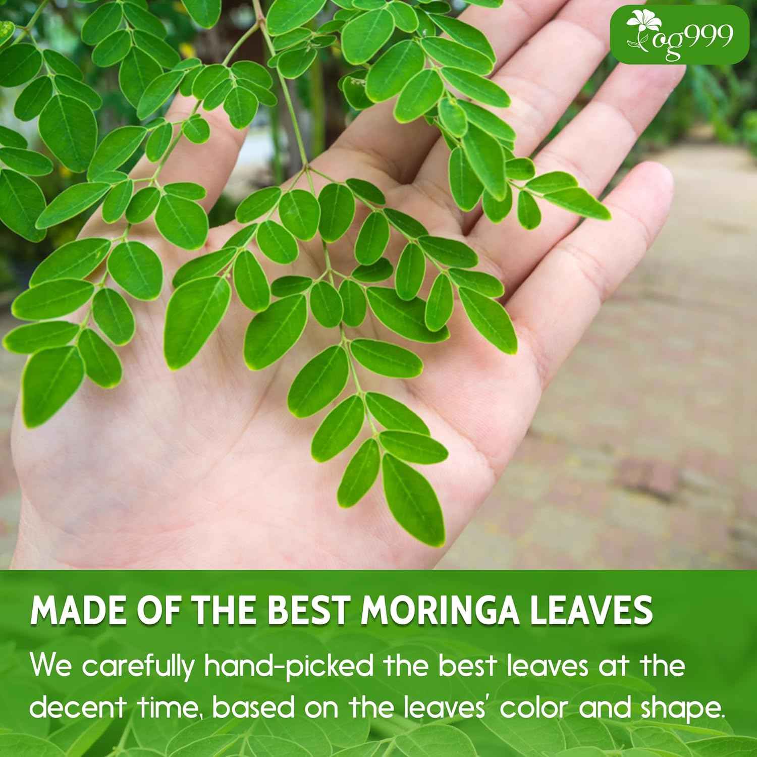 Premium Moringa Leaf Powder, 100% Natural and Pure from Moringa Leaves, No Additives, No Gluten, No Sugar, Vegan
