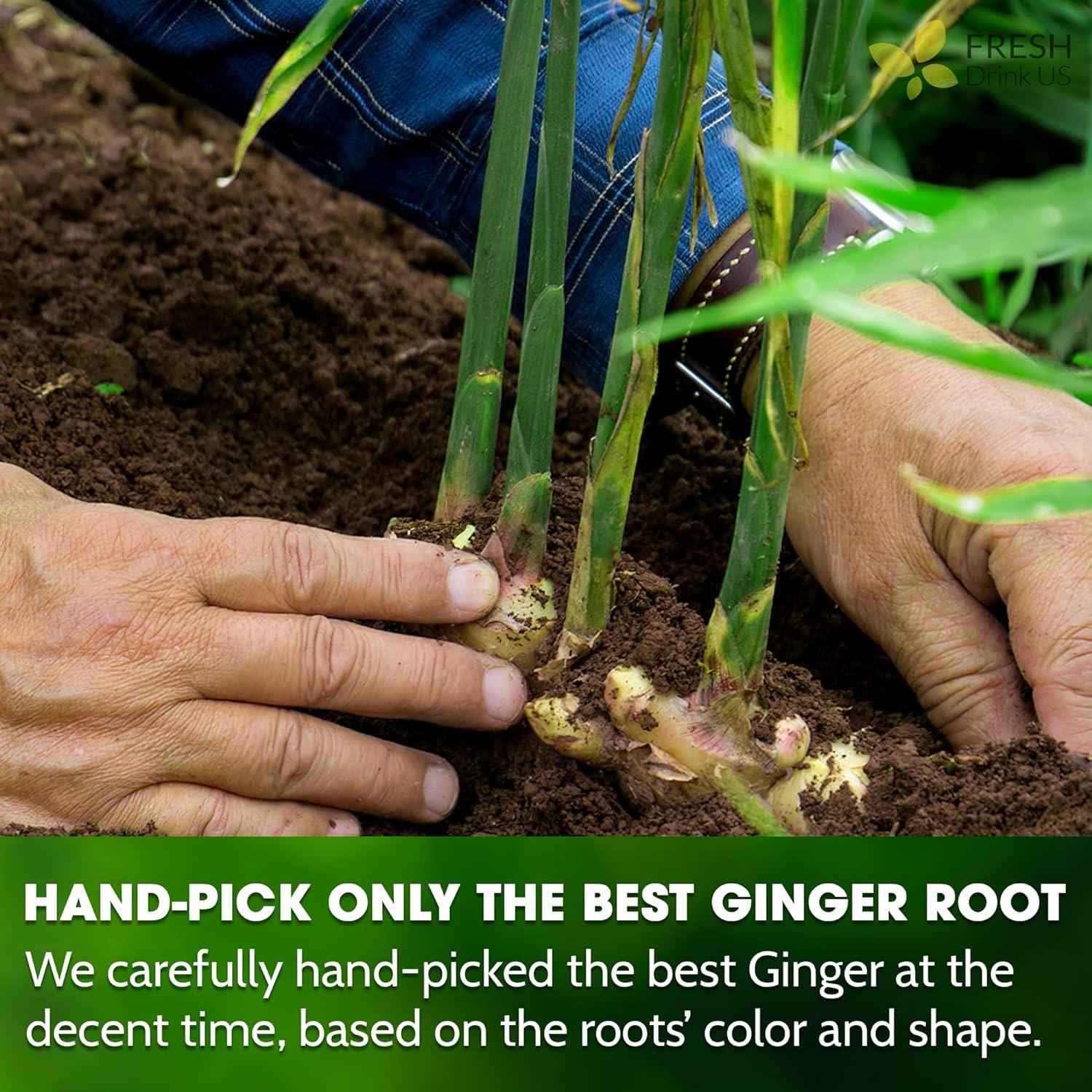 Premium Ginger Tea Bags, 100% Natural &amp; Pure from Ginger Roots, Ginger Tea, Ginger Herbal Tea. Ginger Tea. No Sugar, No Caffeine, No Gluten, Vegan.