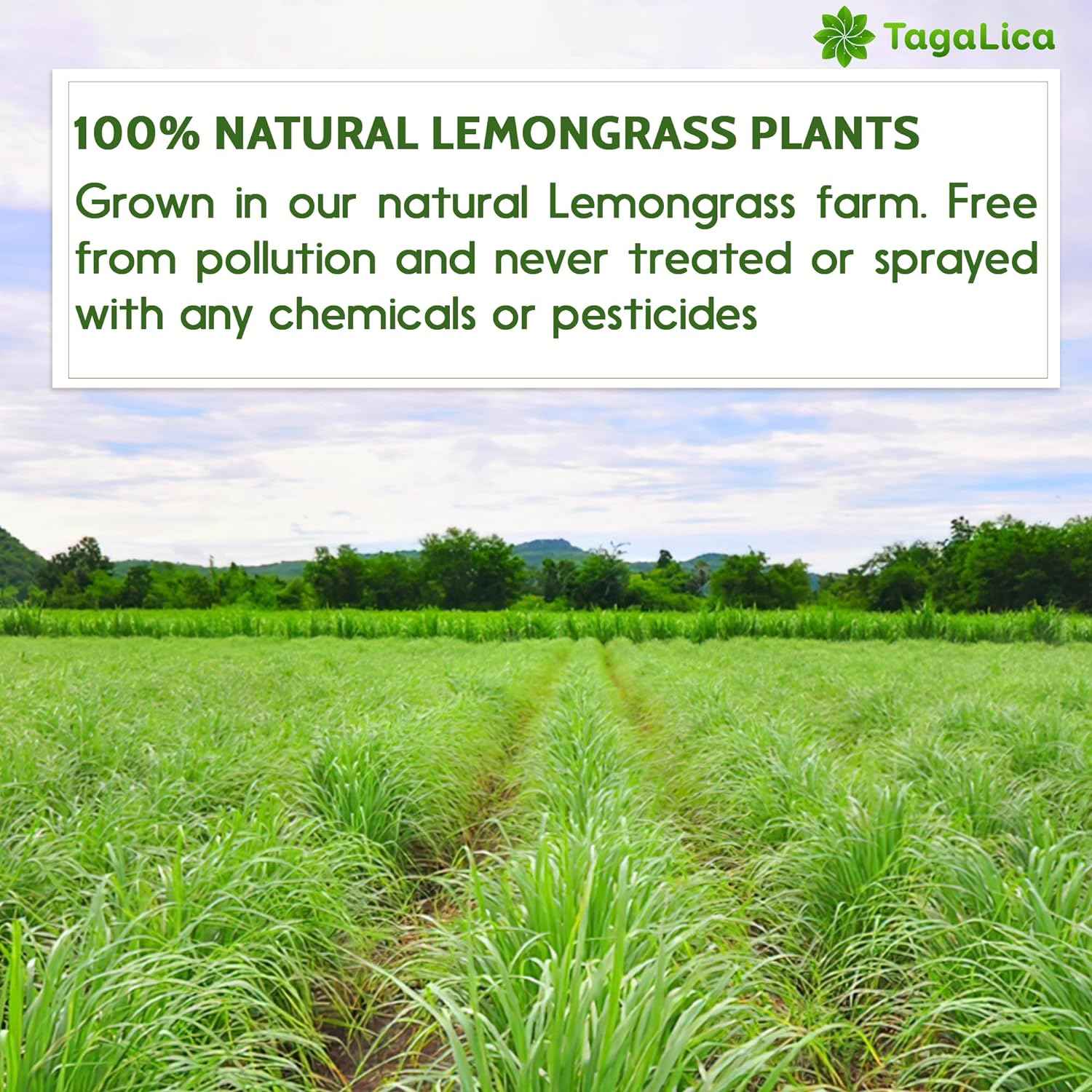 Lemongrass Tea Bags, 100% Natural &amp; Pure Lemongrass leaves, Eco-Conscious Tea Bags, Lemongrass Herbal Tea. Lemongrass Leaf Tea. No Sugar, No Caffeine, No Gluten, Vegan.