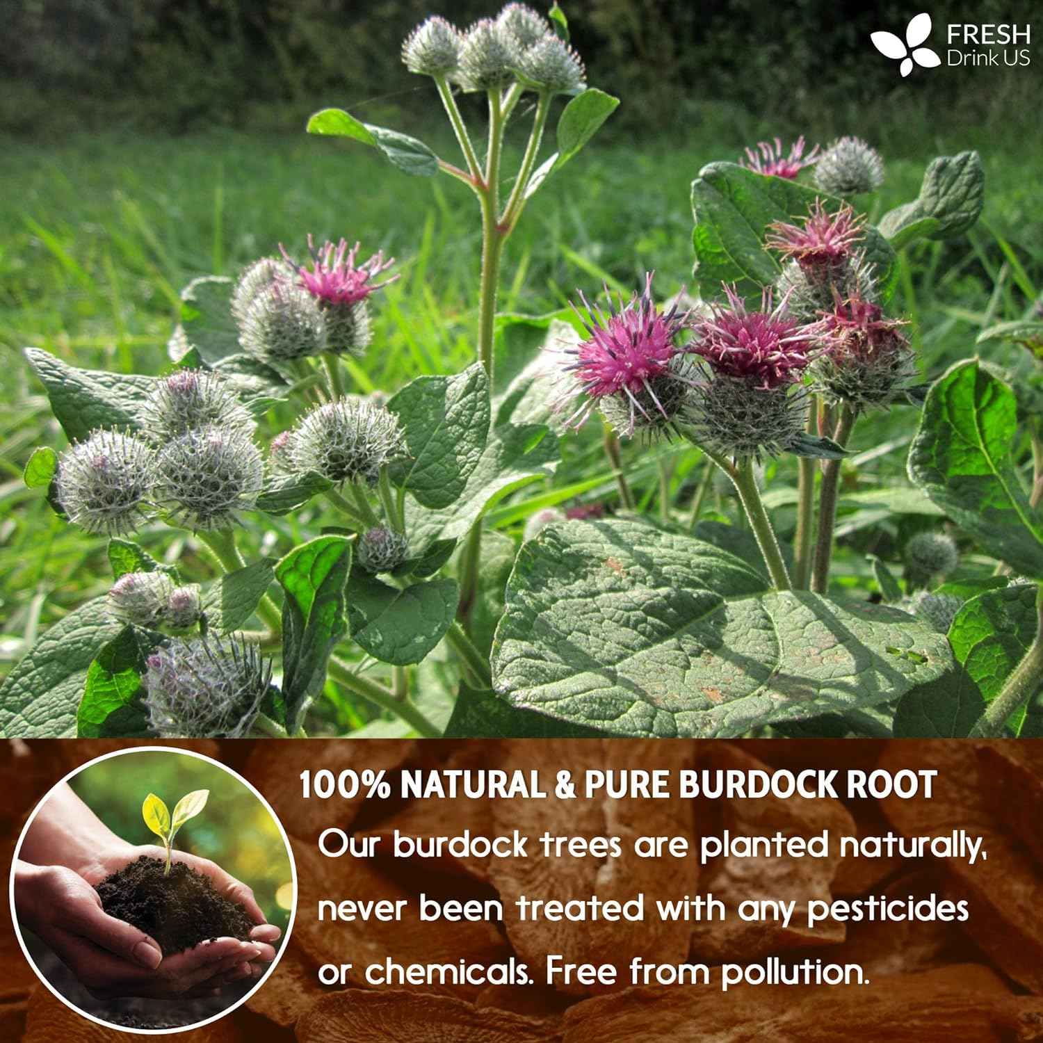 Burdock Root Tea Bags, 100% Natural &amp; Pure from Burdock Root. Burdock Root Herbal Tea. Burdock Root Tea. No Sugar, No Caffeine, No Gluten, Vegan.