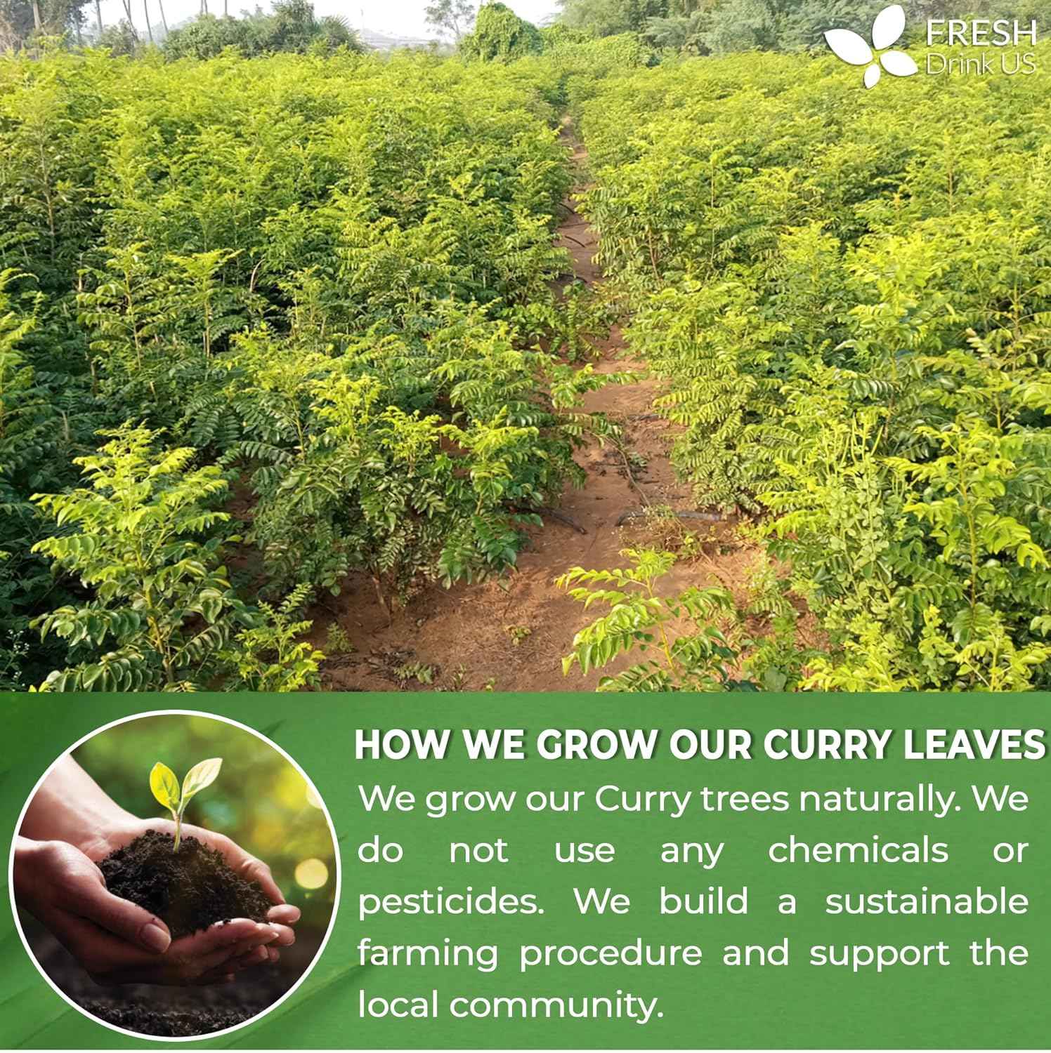 Premium Curry Leaves, Whole Dried Leaves, 100% Natural, Pure Curry Leaves, Hand-made, Wildcrafted, Indian Spice for Cooking, Curry Leaf Dried, No Additives, No Gluten, Vegan