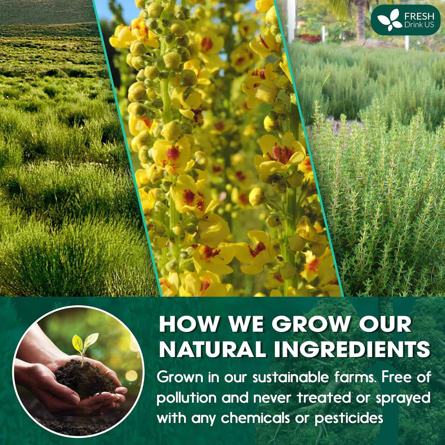 StrongerLungs Tea Bags - Supports Lung Cleanse, Congestion Relief &amp; Mucus Detox