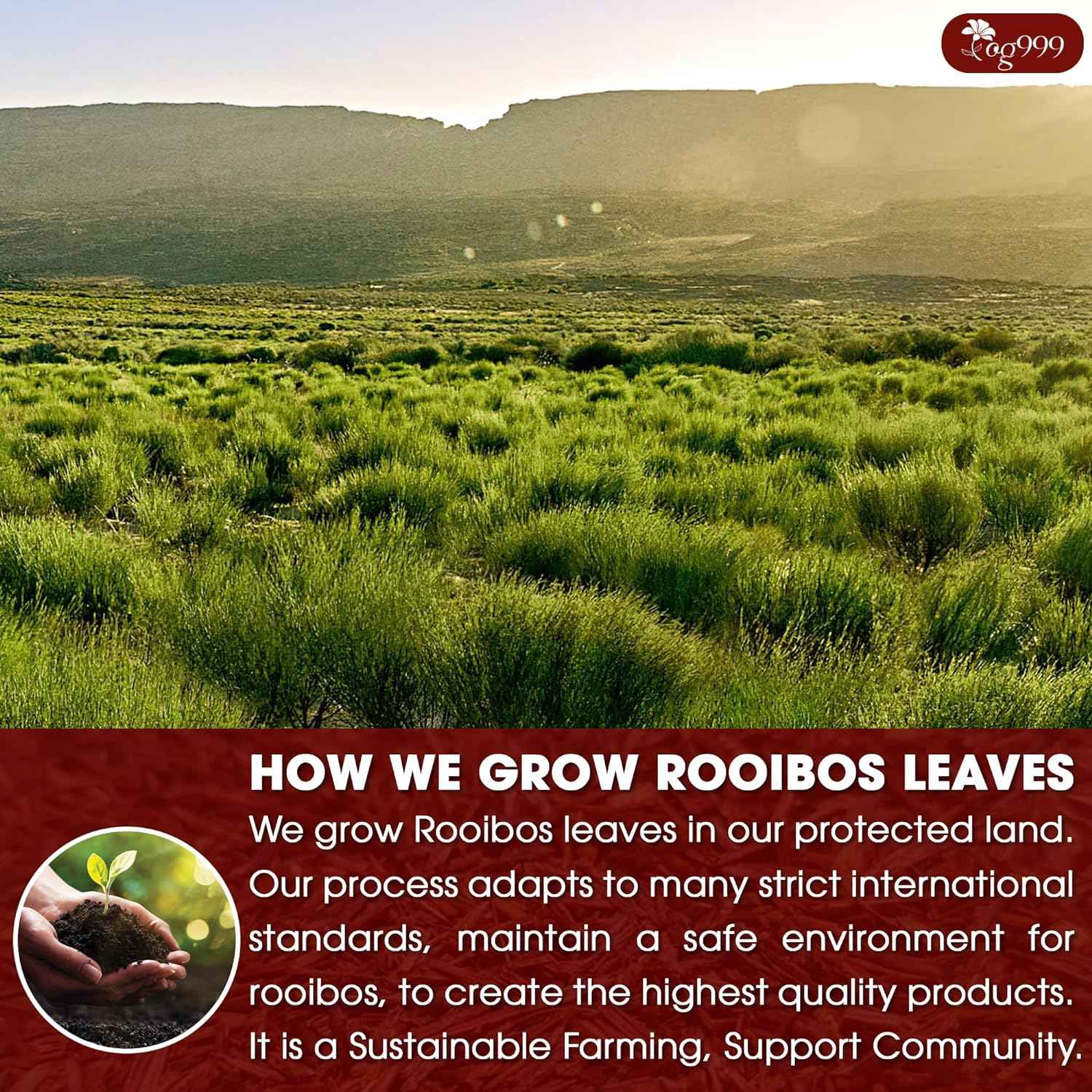 Premium Red Rooibos Tea Bags, 100% Natural &amp; Pure from Rooibos Tea Leaves. Loose Leaf Rooibos Herbal Tea. Made with Natural Material Tea Bags. No Sugar, No Caffeine, No Gluten, Vegan.