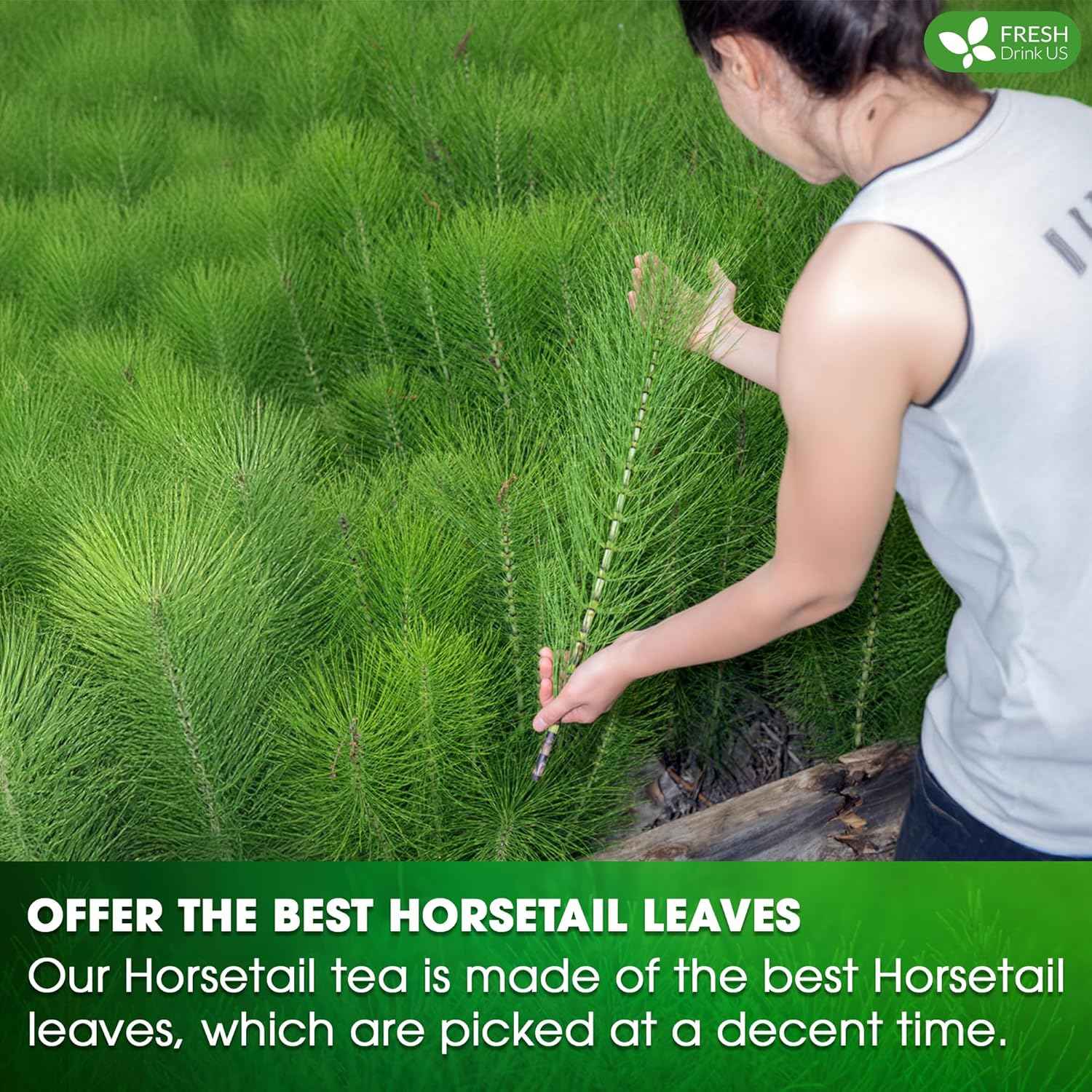 Premium Horsetail Leaf Tea Bags, 100% Natural &amp; Pure from Horsetail Loose Leaves Herbal Tea. No Sugar, No Caffeine, No Gluten, Vegan.