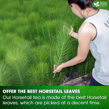 Premium Horsetail Leaf Tea Bags, 100% Natural &amp; Pure from Horsetail Loose Leaves Herbal Tea. No Sugar, No Caffeine, No Gluten, Vegan.