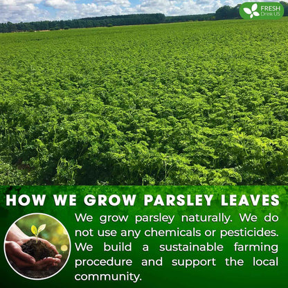 Premium Parsley Leaf Tea Bags, 100% Natural &amp; Pure from Parsley Leaves.