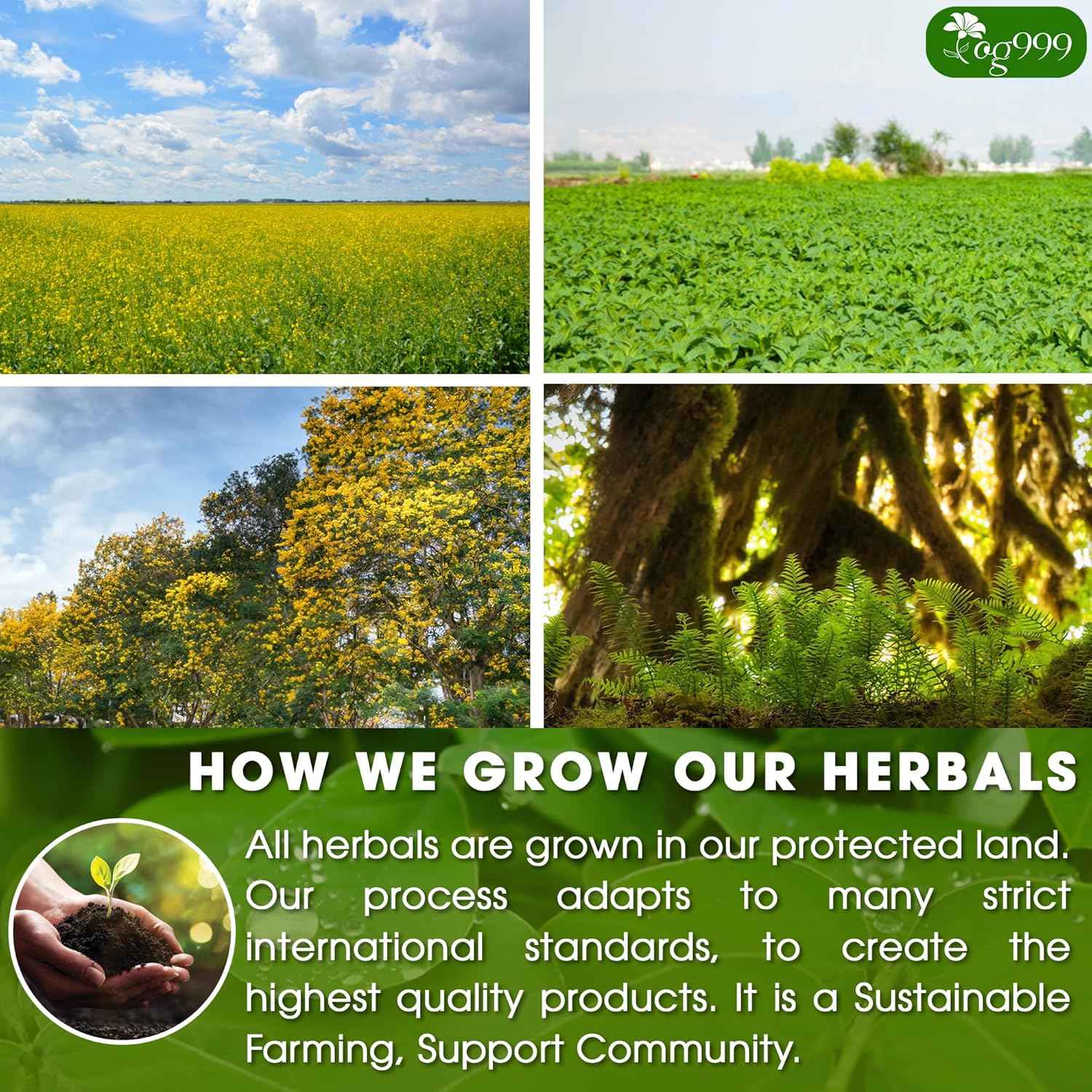 Premium Senna Peppermint Tea Bags. Relieves Constipation Natural Tea