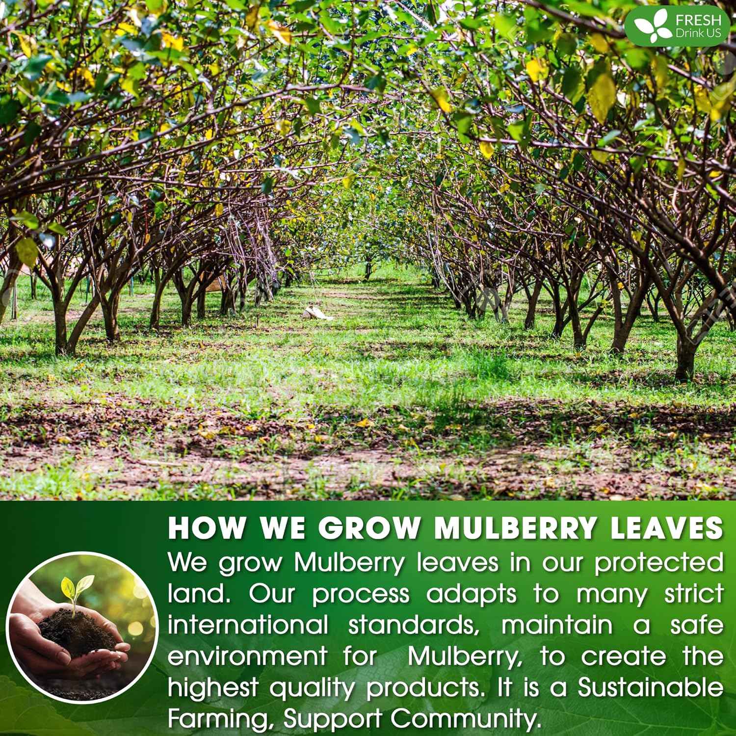 Premium Mulberry Leaf Tea Bags. No Sugar, No Caffeine, No Gluten, Vegan.