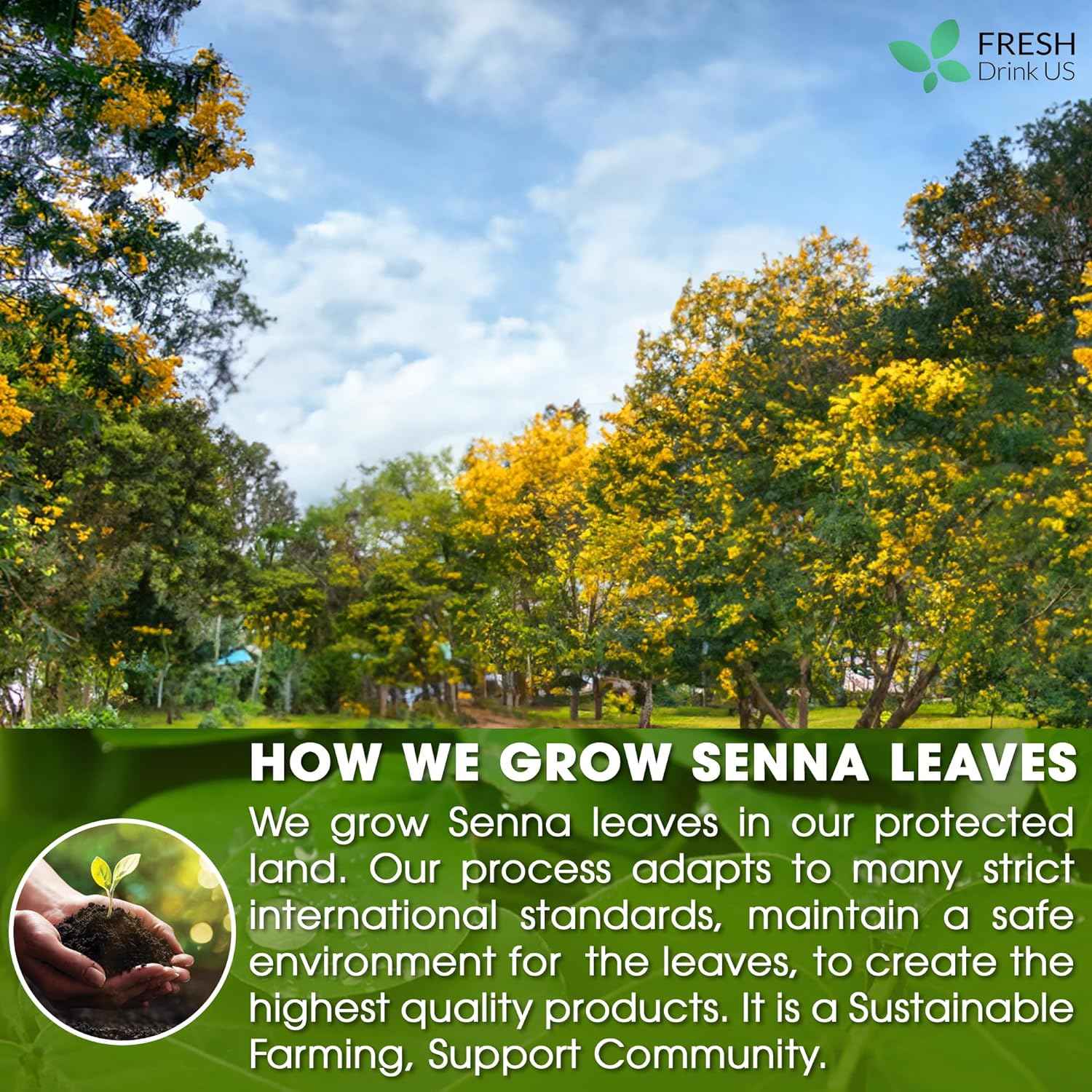 Premium Senna Leaf Tea Bags, 100% Natural &amp; Pure from Senna Leaves. Loose Leaf Senna Herbal Tea, Made with Natural Material Tea Bags, Senna Leaf Tea. No Sugar, No Caffeine, No Gluten, Vegan.