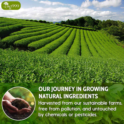 Premium Sencha Green Tea Bags, 100% Natural &amp; Pure from Sencha Green Tea Leaves