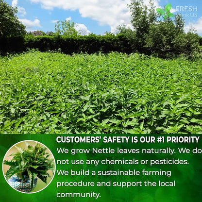 Premium Nettle Leaf Tea Bags, 100% Natural &amp; Pure, Stinging Nettle Leaf Tea, Nettle Leaf Tea, Burn Nettle, Stinging Nettle, Nettle Tea, Stinger Tea, No Sugar/Caffeine &amp; Gluten, Vegan
