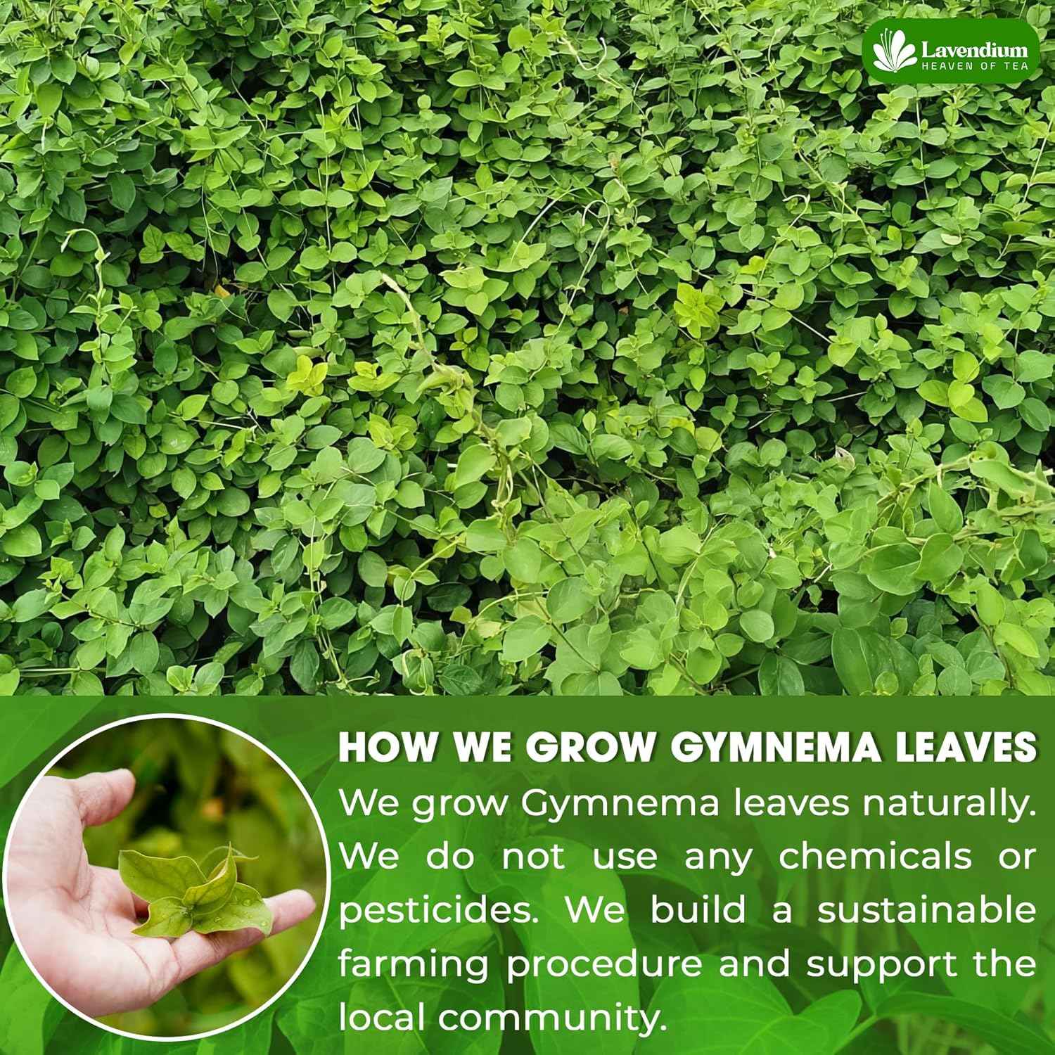 Premium Gymnema Leaf Tea Bags for Diabetics, 100% Natural &amp; Pure from Gymnema Leaves.