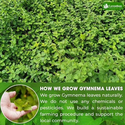 Premium Gymnema Leaf Tea Bags for Diabetics, 100% Natural &amp; Pure from Gymnema Leaves.