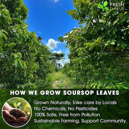 Premium Soursop Leaves Tea bags, Dried Soursop Leaves, Soursop Leaf Powder, Guanabana Leaves Tea, Hoja Guanabana Tea by FreshDrinkUS - Natural and Premium Herbal Tea