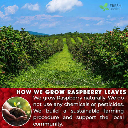 Raspberry Leaf Tea Bags, 100% Natural &amp; Pure from Raspberry Leaves. Loose Leaf Raspberry Herbal Tea, Made with Natural Material Tea Bags, Raspberry Leaf Tea. No Sugar, No Caffeine, No Gluten, Vegan.