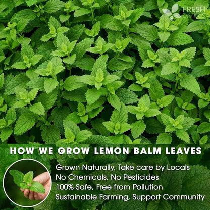 Premium Lemon Balm Leaf Tea Bags, 100% Natural &amp; Pure from Lemon Balm Leaves. Loose Leaf Lemon Balm Herbal Tea. Lemon Balm Leaf Tea. No Sugar, No Caffeine, No Gluten, Vegan.