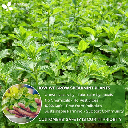 Spearmint Tea Bags, 100% Natural &amp; Pure Spearmint Leaves. Loose Leaf Spearmint Herbal Tea. Spearmint Leaf Tea. No Sugar, No Caffeine, No Gluten, Vegan.