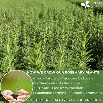 Premium Rosemary Leaves, Tea Bags, Powder, 100% Natural &amp; Pure from Dried Rosemary Leaves, No Additives, No Caffeine, Vegan. Dried Rosemary Herb, Perfect for Seasoning, Spice Blends for Grilling &amp; Cooking