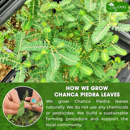 Dried Chanca Piedra Leaves, Chanca Piedra Tea “Stone Breaker” Tea Bags by FreshDrinkUS - Natural and Premium Herbal Tea