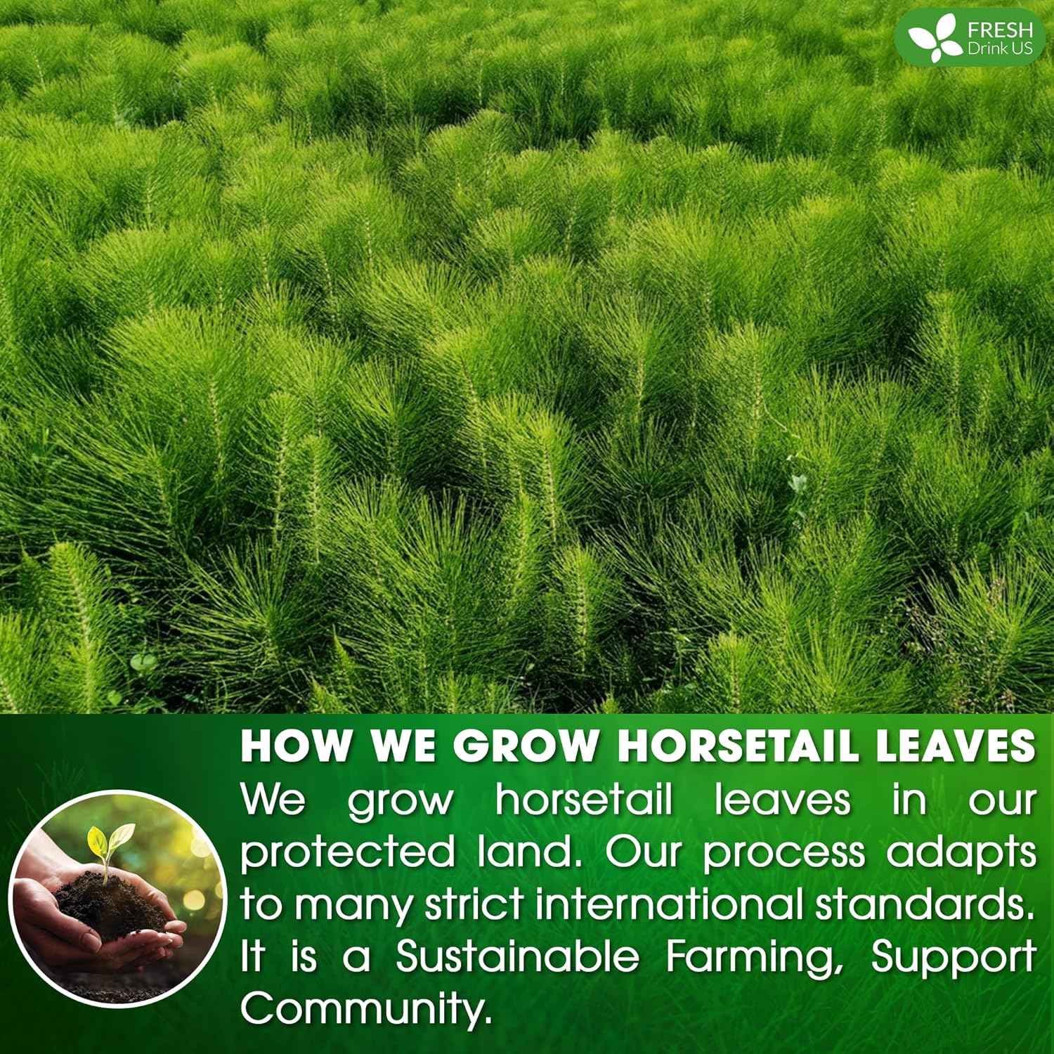 Premium Horsetail Leaf Tea Bags, 100% Natural &amp; Pure from Horsetail Loose Leaves Herbal Tea. No Sugar, No Caffeine, No Gluten, Vegan.