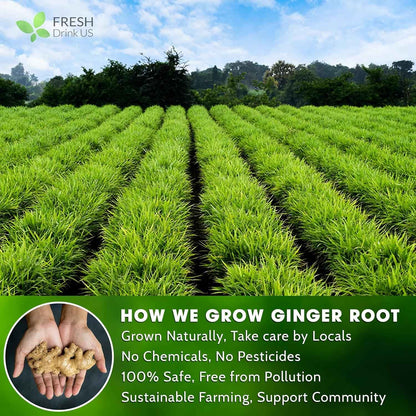 Premium Ginger Tea Bags, 100% Natural &amp; Pure from Ginger Roots, Ginger Tea, Ginger Herbal Tea. Ginger Tea. No Sugar, No Caffeine, No Gluten, Vegan.