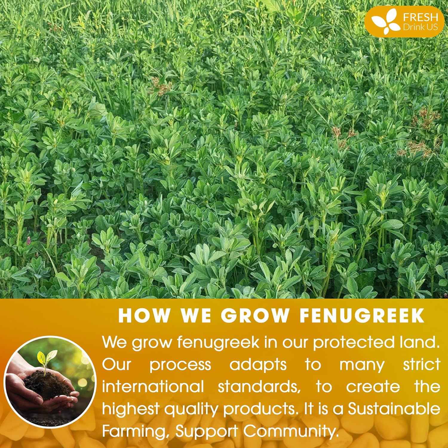 Premium Fenugreek Tea Bags. No Sugar, No Caffeine, No Gluten, Vegan. (30 Tea Bags)