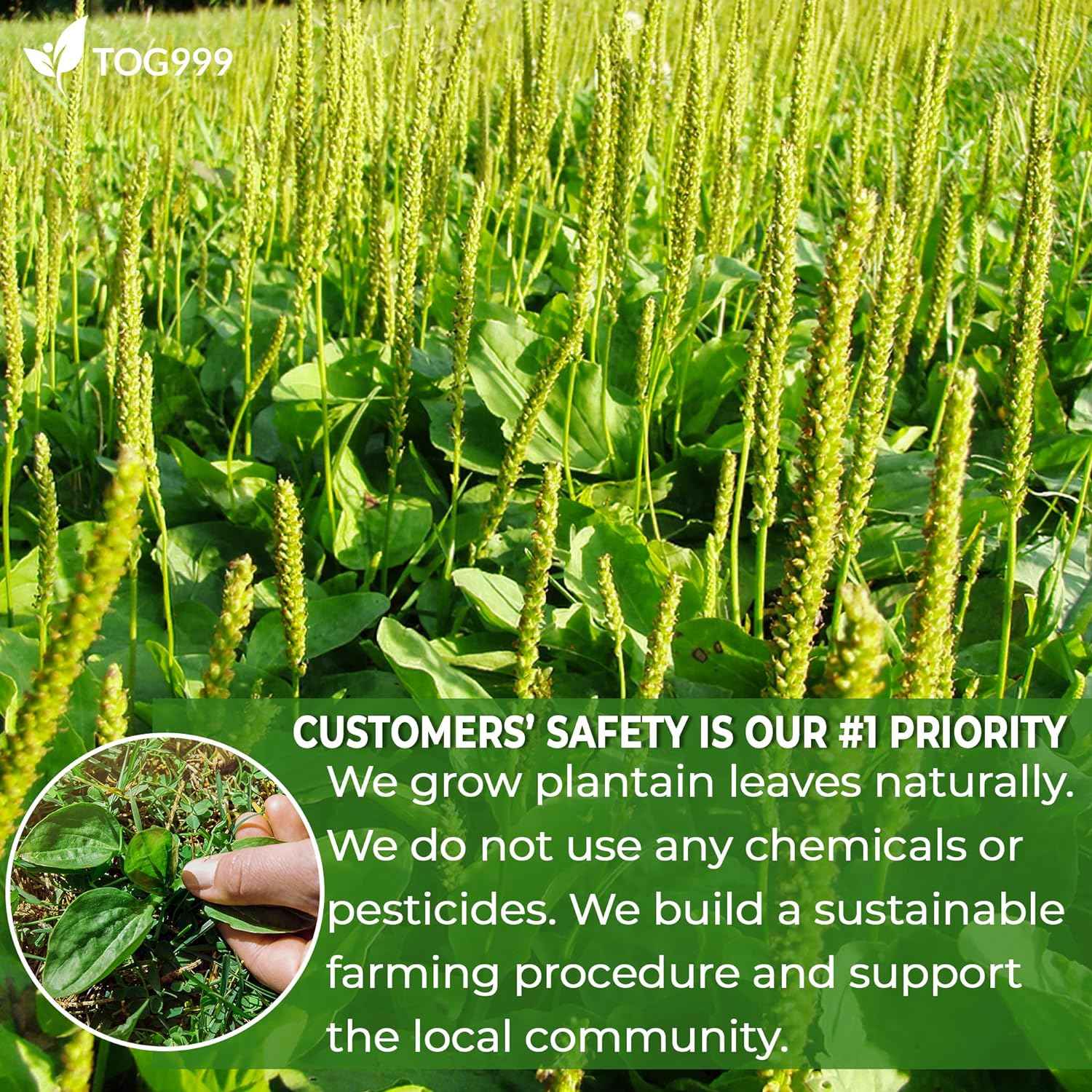 Plantain Leaf Tea Bags, 100% Natural &amp; Pure Plantain Leaves. Loose Leaf Plantain Herbal Tea. Plantain Leaf Tea. No Sugar, No Caffeine, No Gluten, Vegan.