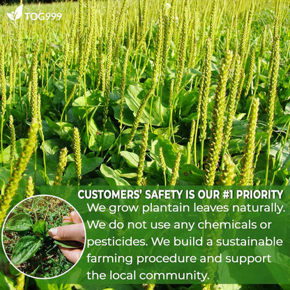 Plantain Leaf Tea Bags, 100% Natural &amp; Pure Plantain Leaves. Loose Leaf Plantain Herbal Tea. Plantain Leaf Tea. No Sugar, No Caffeine, No Gluten, Vegan.