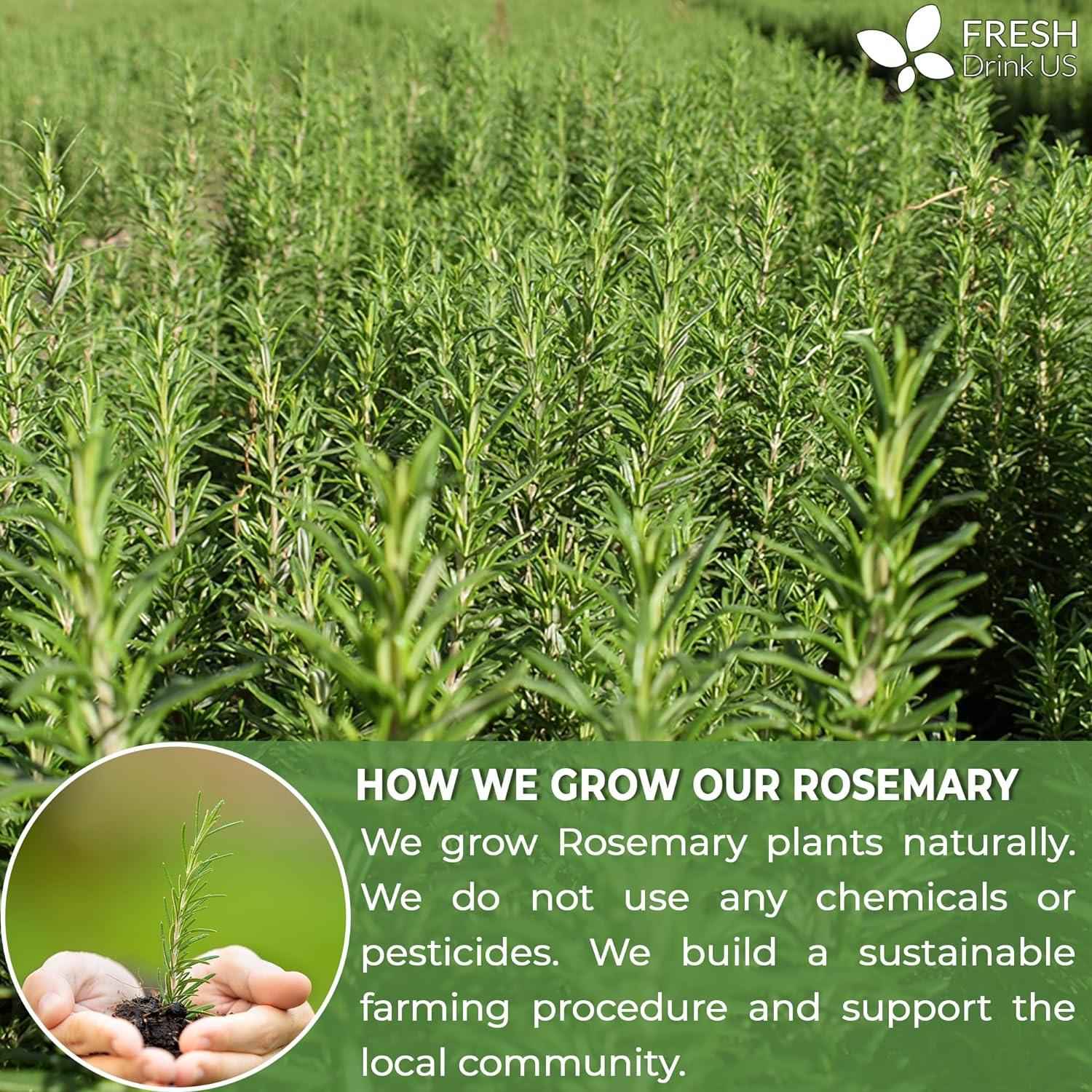 Premium Rosemary Leaves, Tea Bags, Powder, 100% Natural &amp; Pure from Dried Rosemary Leaves, No Additives, No Caffeine, Vegan. Dried Rosemary Herb, Perfect for Seasoning, Spice Blends for Grilling &amp; Cooking