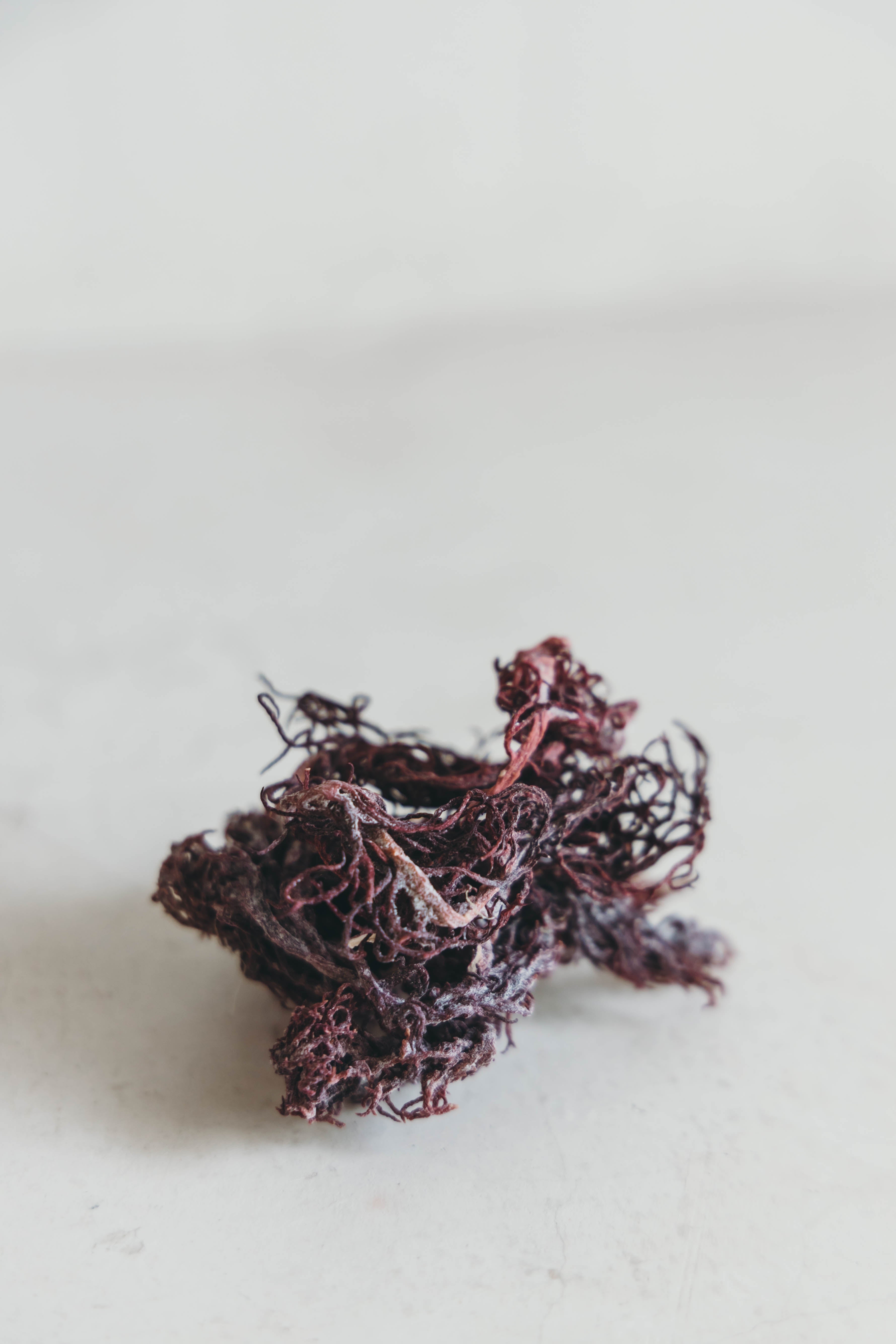 Pure Jamaican Seamoss PURPLE by Ancient Healing Teas