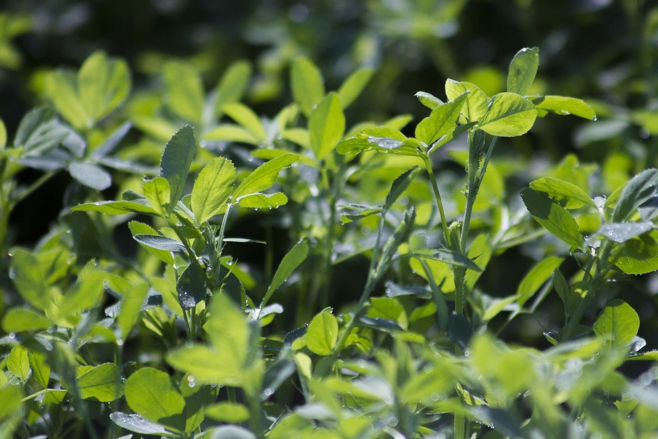 Alfalfa Leaf Powder by Country Life Natural Foods