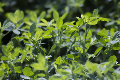 Alfalfa Leaf Powder by Country Life Natural Foods