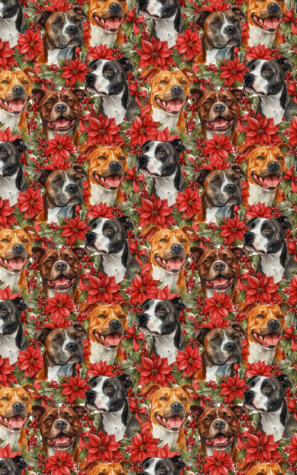 AmStaff Winter Wonder