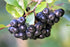 Aronia Berries, Organic 