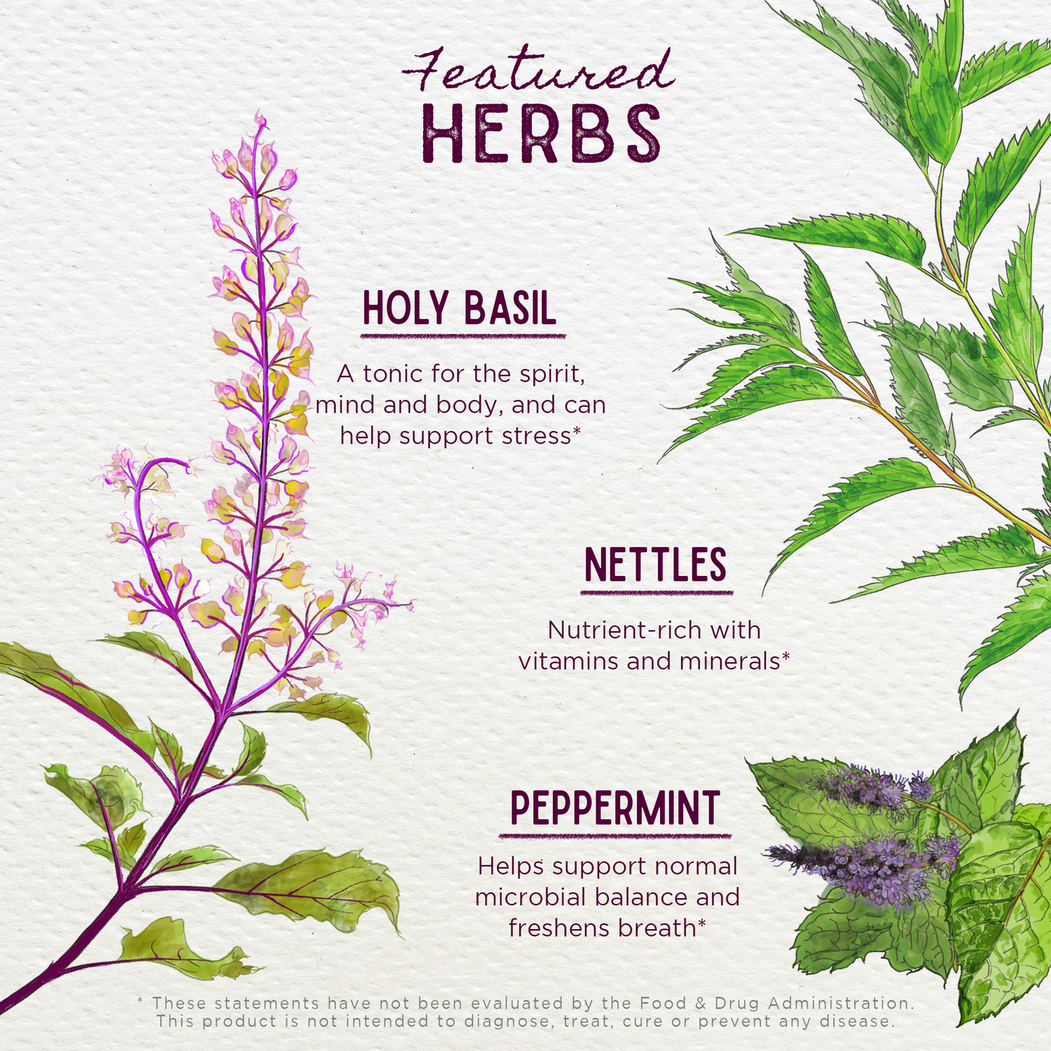 Chlorophyll &amp; Friends by WishGarden Herbs