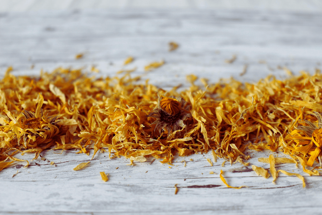 Calendula Flower  DestGlow