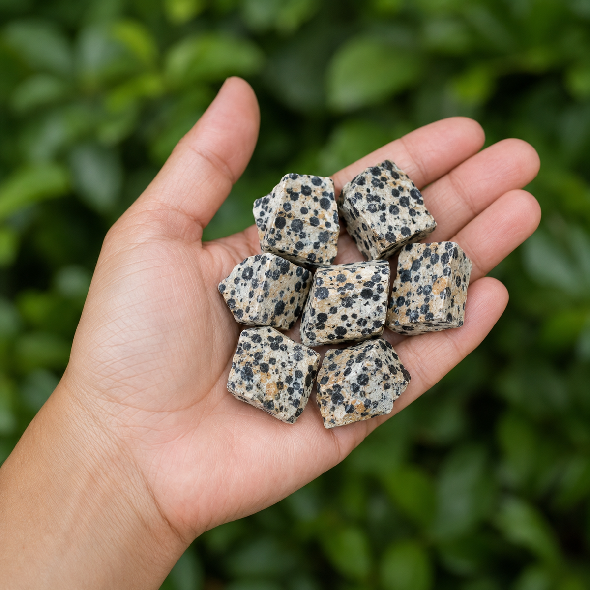 Dalmatian Jasper Rough Rocks (Grounding Energy and Good Fortune)  DestGlow