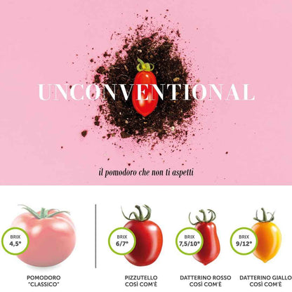 Così Comè Datterini Tomatoes in Juice – 12.3 oz (350 g)