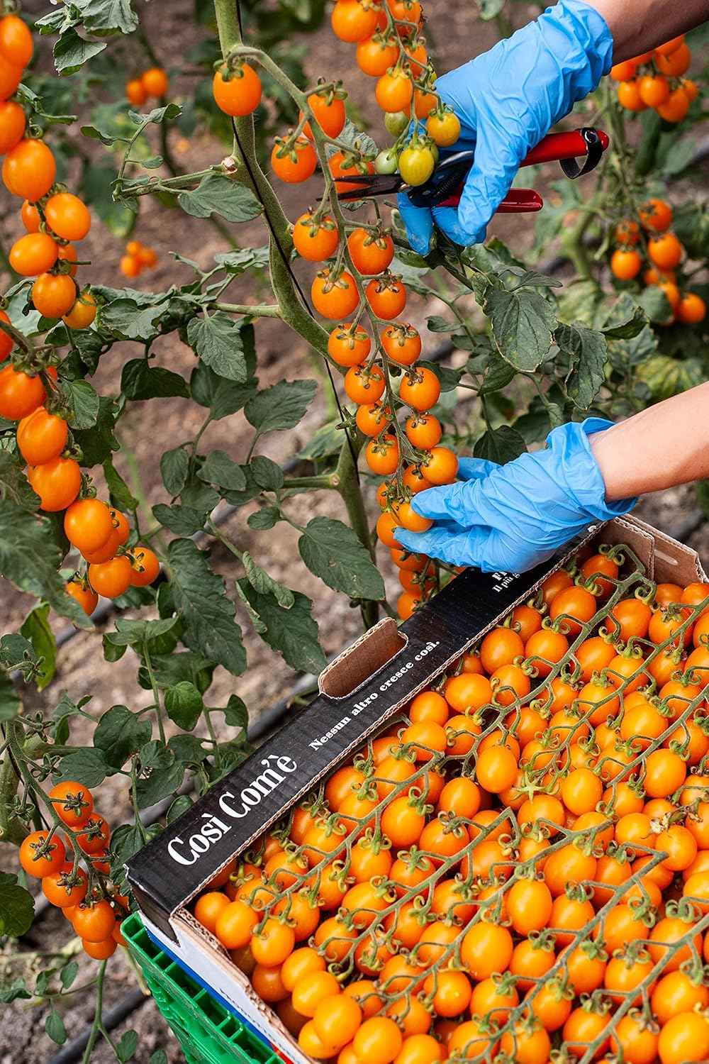 Così Com’è, The Yellow Datterino in Tomato juice, 28.88oz