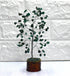 Green Jade Crystal Tree (Peace Of Mind and Stress Relief)  DestGlow