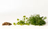 Dill Seeds, Whole by Country Life Natural Foods