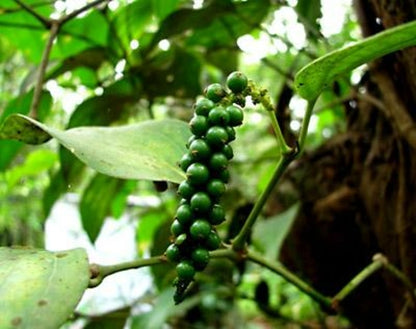 Black Pepper Essential Oil - 100% Pure Organic Piper Nigrum for Aromatherapy