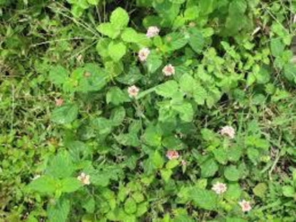 Peppermint Essential Oil - 100% Pure Organic Mentha Piperita for Aromatherapy