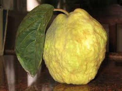 Bergamot Essential Oil - 100% Pure Organic Citrus Bergamia for Aromatherapy