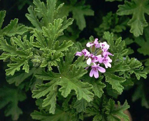Rose Geranium Essential Oil - 100% Pure Organic Pelargonium Graveolens